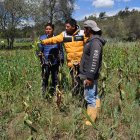 En la parroquia Poaló los habitantes muestran como la sequia afectado a sus cultivos.