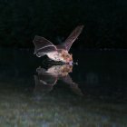 El modelo reveló que los murciélagos tienden a volar cerca de las zonas donde exista una información acústica más rica