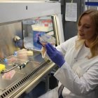 La investigadora Malgorzata Rogalska estudia cultivos celulares en el Centro de Regulación Genómica de Barcelona.