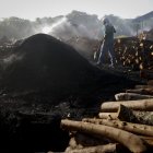 Labor. El corte y la quema de este árbol de manglar para el carbón, ha intentado en los últimos años adquirir conciencia ambiental en Panamá.