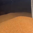 Bodega. El maíz que se está cosechando en estos días.