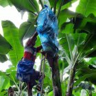 La evaluación del avance del moko bacteriano se realizan semanalmente.