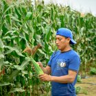 Hacienda. La cosecha del maíz en la provincia de Santa Elena.