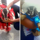 Las familias le miden las vestimentas a las cabras para el desfile.