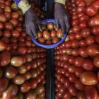 En la imagen de archivo, un vendedor coloca tomates en una frutería de Mira road, a las afueras de Bombay, la India.