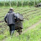 Labor. El trabajo en el campo no atrae a los jóvenes, por la falta de atención de los gobiernos.