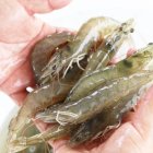 Comercio. Ecuador produce el mejor camarón del mundo.