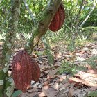 El precio del cacao ecuatoriano se calcula tomando como base el valor de la tonelada con entrega futura en diciembre en la bolsa de Nueva York.