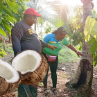 Los productores muestran cómo la plaga termina con las palmas de coco.
