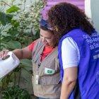 En nueve países de Latinoamérica se han presentado casos de oropouche.
