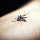 Jején, insecto transmisor del virus Oropouche.