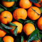 Conoce la fruta que podría salvar tus riñones si la comes todos los días.