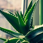 Aloe Vera: ¿por qué tener esta planta en tu hogar?