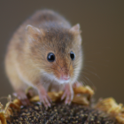 Los ratones suelen ser unos visitantes incómodos.