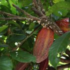 El precio del cacao ecuatoriano se calcula tomando como base el valor de la tonelada con entrega futura en diciembre en la bolsa de Nueva York.