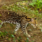 El tigrillo fue encontrado muerto en una urbanización de Vía a la Costa.