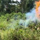 Operativo. En marzo pasado las Fuerzas Armadas indicaron que quemaron una hectárea de coca en Putumayo.