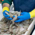 El Ministerio de Producción de Ecuador asegura que sostiene conversaciones con las autoridades de Brasil para levantar la suspensión.