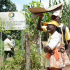 ecorrido por las plantaciones en FURUKAWA donde existen irregularidades en la zona .Foto del 6 Septiembre de 2019.