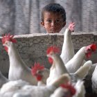En la imagen de archivo, un niño hondureño observa a las gallinas en una granja avícola. EFE/David de la Paz