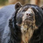 Fotografía de archivo de un oso de anteojos, también llamado oso andino (tremarctos ornatus). EFE/José Jácome
