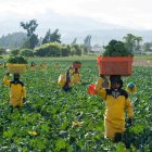 Por las vigilancias realizadas por las comunidades, las haciendas brocoleras no pueden sembrar mas plantas.