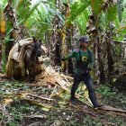 Obrero. Un trabajador de Furukawa recogiendo la materia prima de abacá que posteriormente se usa para la elaboración de sogas, cordeles, líneas de pesca y redes, así como tela basta para sacos.