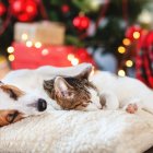 Los perros y gatos son las mascotas preferidas por los ecuatorianos. Ambas especies son altamente sensibles al ruido.