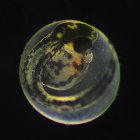 Fotografía de embrión de pez cebra, la especie con la que se ha hecho el estudio que publica hoy la revista Science, facilitada por Deodatta Gajbhiye/Universidad Hebrea de Jerusalén. EFE