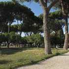 Pinos en un parque, en una fotografía de archivo.EFE/ Antonello Nusca