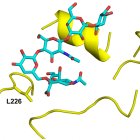 Lugar de unión al receptor del mutante Leu226 de la hemaglutinina A/Texas/37/2024 (amarillo) en complejo con el análogo del receptor humano LSTc (cian).