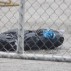 Uno de los bultos embalados que aparecieron en el Complejo Judicial Albán Borja, en el norte de Guayaquil, la mañana de este viernes 13 de diciembre.