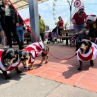 Los dueños de estos canes los vistieron con trajes navideños.