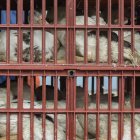 Aves de corral que son llevadas en jaulas a un matadero para evitar que se extienda una epidemia de gripe aviar.