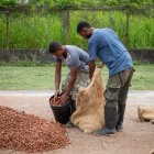 En el mercado se paga un referencial de $ 513 por quintal, por encima de los $ 100 del año pasado.