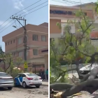 Un árbol cayó sobre dos vehículos en la avenida Las Monjas, en Urdesa, la mañana de este jueves 19 de diciembre.