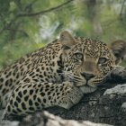 Deforestación. El jaguar enfrenta una amenaza de supervivencia.