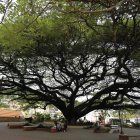 Fotografía del centenario árbol de Anacahuite, este lunes en la plaza del municipio de San Nicolás, departamento de Santa Bárbara (Honduras).