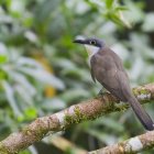 Este es el tipo de cucú (Coccyzus melacoryphus) halado en Samanes, en Guayaquil.