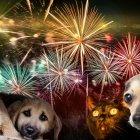 Aunque diciembre es un mes festivo, es también el mes en el que suelen registrarse más pérdidas de animales.