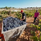 La producción de uvas se ha visto afectada por el cambio climático.