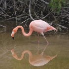 Un flamenco (Phoenicopterus ruber) de las Islas Galápagos en una laguna de Isabela.