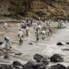 Integrantes de Petroperú limpian un derrame de petroleo en la playa La Capullana, distrito de Lobitos, en la provincia de Talara, en el norte de Perú.
