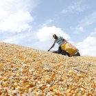 Cultivo. Un agricultor trabaja en la cosecha del maíz.