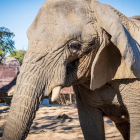 Imagen de archivo de la elefanta africana Yoyo