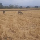 El cantón Zapotillo, ubicado en la provincia de Loja, enfrenta una de las sequías más críticas de los últimos años.