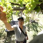 José Césped mostrando uvas con las que se produce el txacoli en O`higgins, Rancagua (Chile).
