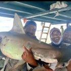 El Parque Nacional Galápagos denunció a unos pescadores exhiben a un tiburon martillo