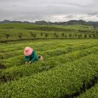 Una mujer cosecha hojas de té en una plantación en Yongxing, cerca de la ciudad de Zunyi, en la provincia central de Guizhou, China.