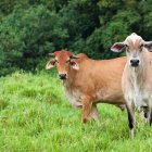 Carne bovina se puede exportar a Egipto.